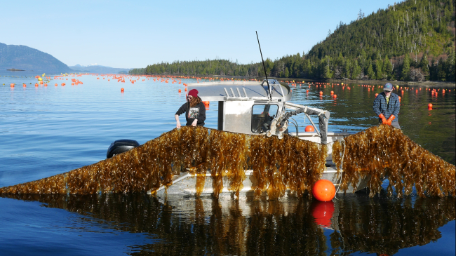 Alaska aquaculture in practice — seaweed farming in Doyle Bay, Alaska, with Seagrove Kelp Company.