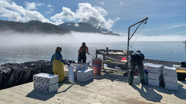 Three women harvesting oysters at family-operated Salty Lady Seafood farm in Juneau, Alaska. 
