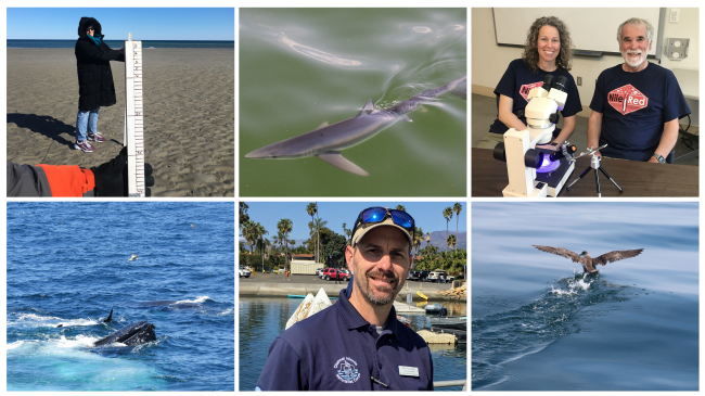 A grid of six photos. Top row, left to right: Two people stand on a beach holding measuring sticks, a shark swimming through the water, and two people sitting in front of a microscope. Bottom row, left to right: Whales surface to feed, a person smiling at the camera, and a sea bird starting its flight from the water.