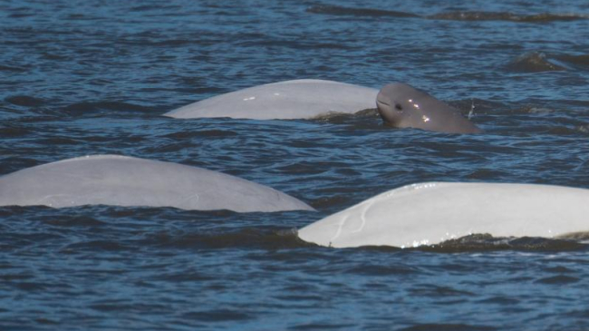 Beluga whales are dark gray as young calves, then gradually turn lighter gray as they get older, and eventually become white as adults.