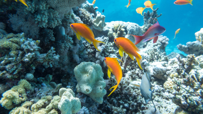 Underwater coral reef with group of tropical fish anthias, Red Sea, Egypt.