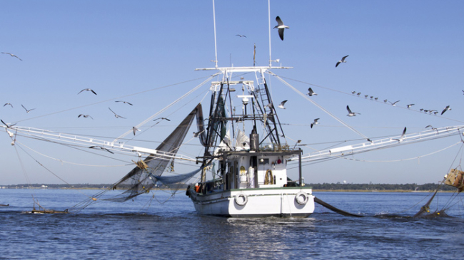 Gulf Coast Shrimping boat off Biloxi/Ocean Springs Coast, Mississippi. 