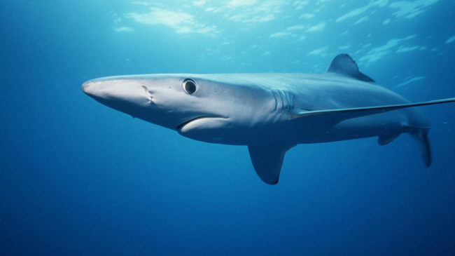 Atlantic blue shark.