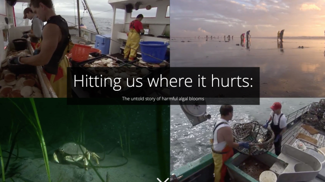 Hitting us where it hurts: The untold story of harmful algal blooms. 4 photos show people fishing, clamming, and a crab