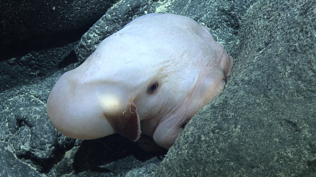 This Dumbo octopus (Grimpoteuthis) was caught on video September 13, 2023, one mile below sea level off the coast of Hawaii.