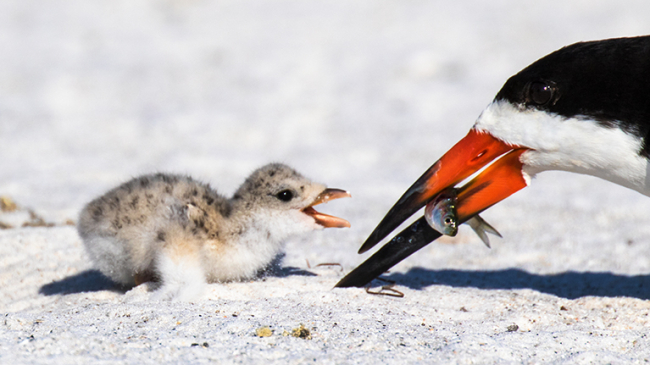 Photo of black skimmers, which are one species of focus for research that will develop science-based guidance on environmental stewardship techniques for the Gulf of Mexico.