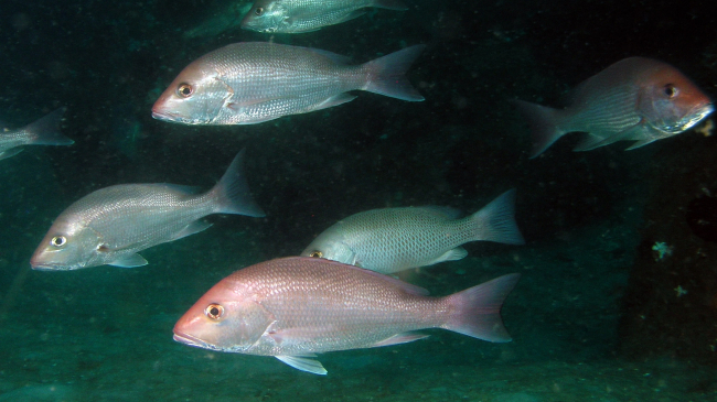 Photo of a school of red snapper.