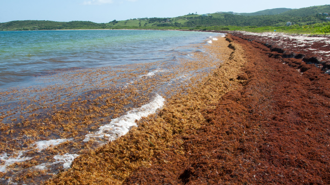 A beach on Saint Martin in the Caribbean (east of Puerto Rico) covered in Sargassum seaweed.