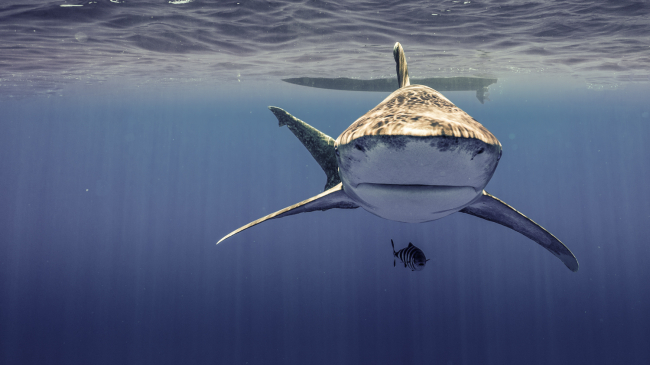  Front view of an oceanic whitetip shark swimming near the surface of the water.