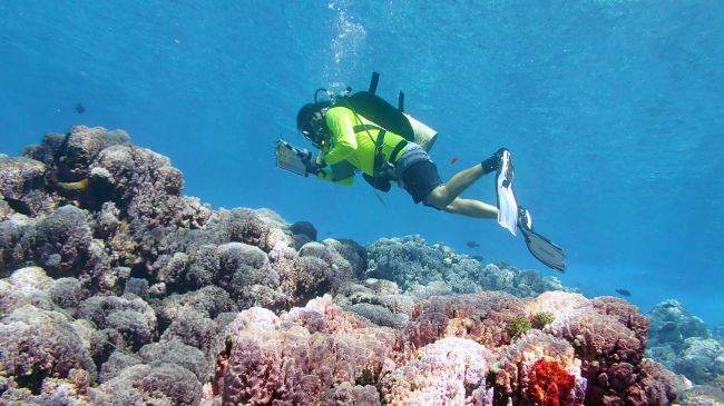 Photo of a coral biologist as they measure the size and condition of corals encountered along a transect on an American Samoa reef.