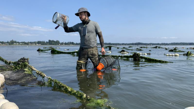 Veteran intern Antonio Jones at an oyster farm in Drayton Harbor, Washington, checking traps for European Invasive Green Crab.
