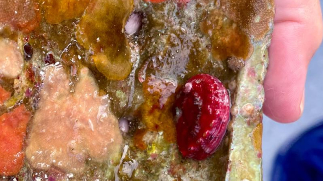 The small red shell is a juvenile white abalone on the inside edge of an adult abalone shell. 