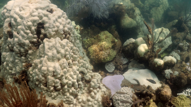 Photo showing a mass coral bleaching of multiple coral species at Cheeca Rocks, Florida Keys in late July 2023.