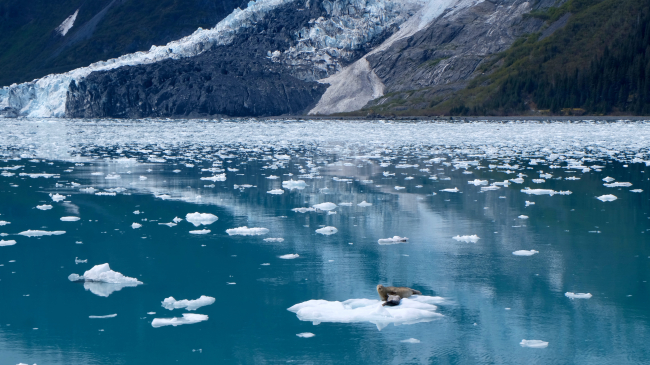 Photo showing Arctic seals float on ice in the waters near Whittier, Alaska, June 2023. 