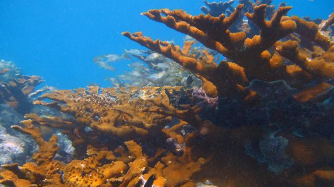 The branches of fast-growing elkhorn coral provide important habitat for fish. Populations of this iconic coral have declined across the Caribbean due to disease, bleaching and storms.