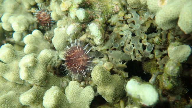 A Hawaiian collector sea urchins cleaning a coral of invasive algae in Kāne‘ohe Bay.