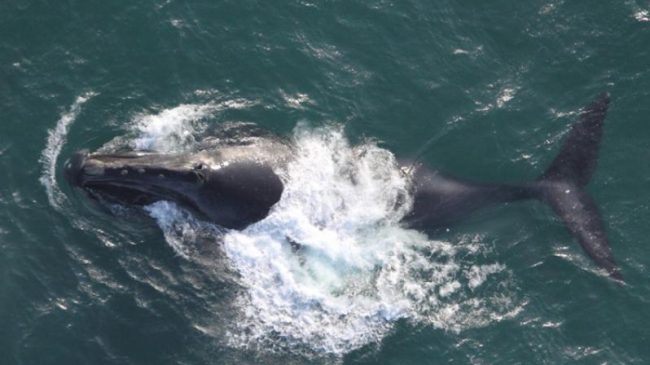 North Pacific right whale. 