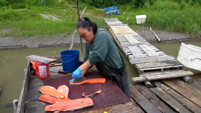 A photo of An Alaska Native woman uses a traditional ulu knife to cut strips of salmon to hang in the smokehouse at a fishing camp along the Kuskokwim River. 