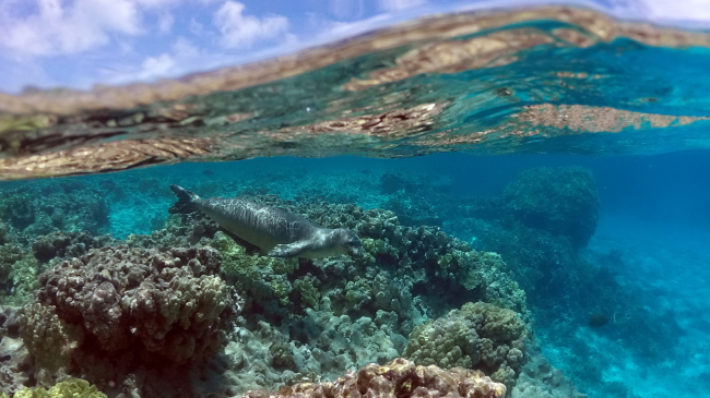 Photo showing a monk seal swimming over a coral reef bottom in the Northwest Hawaiian Islands. Credit: NOAA.