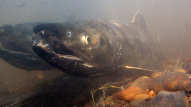 Photo of Chum salmon.