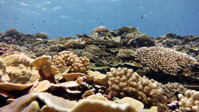 Photo showing coral reef at Swains Island in American Samoa, showing an assemblage of plating Montipora coral and branching cauliflower coral Pocillopora meandrina. Credit: James Morioka, NOAA.