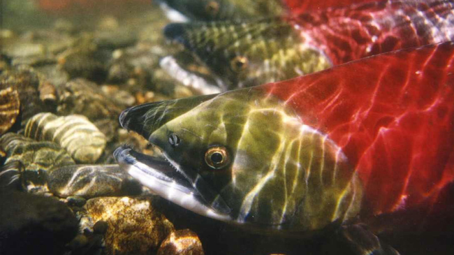 Photo of Sockeye salmon. 