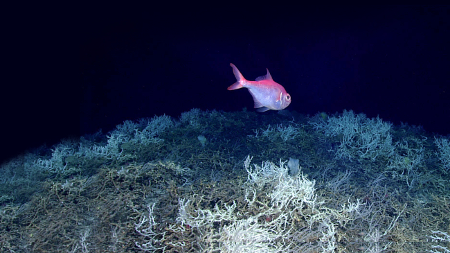 Alfonsino fish (commercially important species) swimming over a field of Desmophyllum pertusum coral during the Windows to the Deep 2019 expedition. (Credit:  NOAA Office of Ocean Exploration and Research)