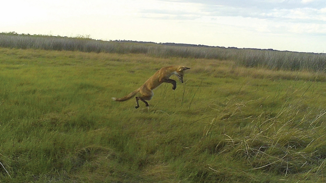 The first-ever North American coastal wetland wildlife inventory used 140 cameras in 29 estuaries to capture thousands of images like this fox in Maryland’s Chesapeake Bay Reserve.