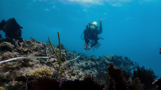 Photo showing Iconic Reefs field team member Cate Gelston, co-lead scientist on the assessment cruise, retrieves a transect tape after completing an outplanted coral health assessment survey. Credit: Ben Edmonds, NOAA.