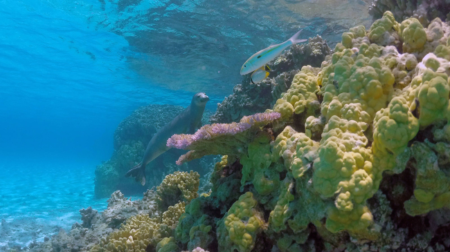 Photo showing endangered Hawaiian monk seal, fish and coral in the complex and highly productive marine ecosystems of Papahānaumokuākea in Hawaii. (Credit: NOAA)