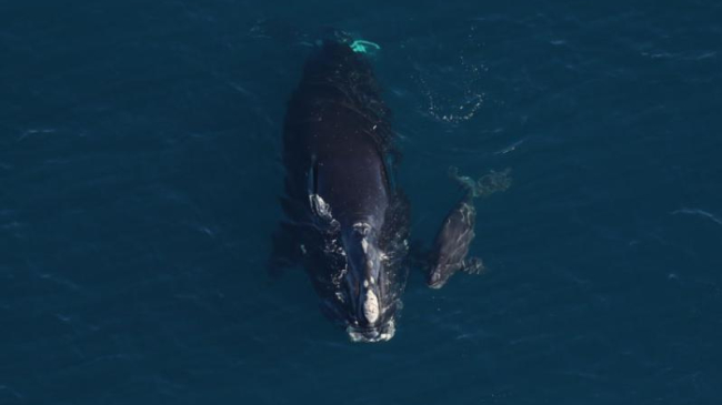 North Atlantic right whale Horton and newborn calf. NOAA permit #26919.