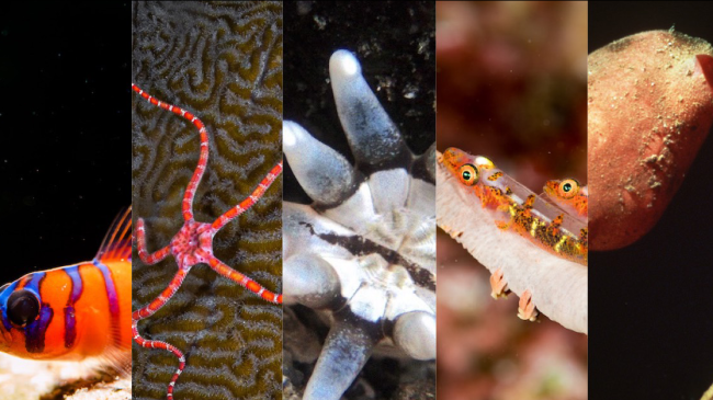 a collage of five different colorful marine fish and invertebrates