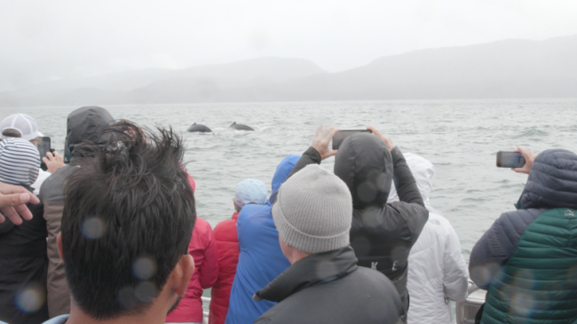 Spectators spot whales on a WhaleSENSE whale watching trip in Juneau, Alaska.