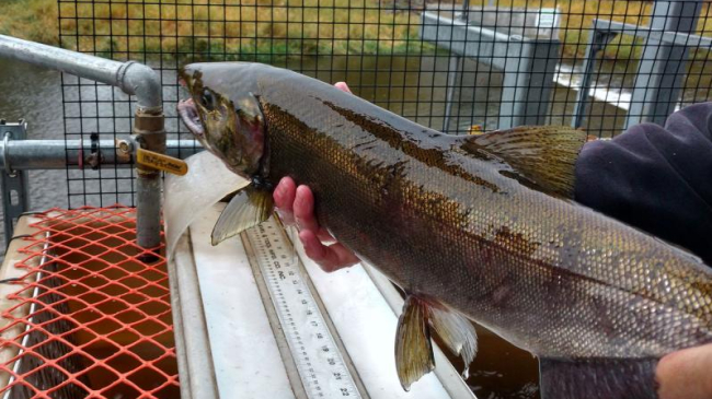Photo of acoho salmon that returned to its historic habitat on the Lostine River (Oregon) in 2020.