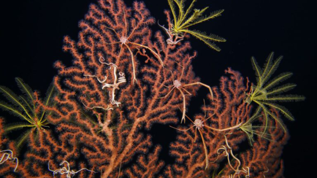Underwater image of orange coral species with the brittle stars, crinoids, and squat lobsters living on it