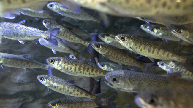 Image of young coho salmon used on the cover of the 2023 Status of the Stocks Report.
