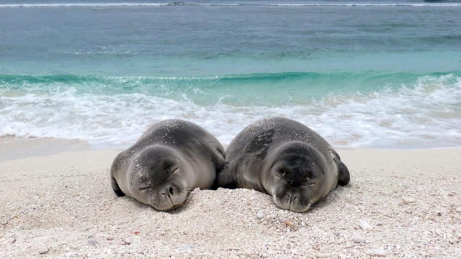 Two young seals rest on a beach in the Papahānaumokuākea Marine National Monument. (NOAA Fisheries: Permit #22677). 