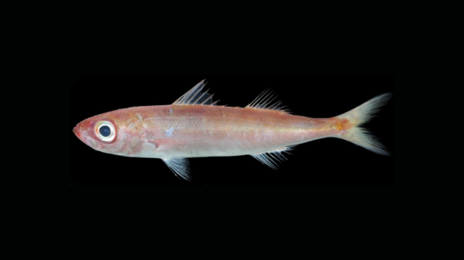 New species Emmelichthys papillatus Girard, Santos, and Bemis 2024, also known as the papillated redbait. It will be known by its Tagalog name, rebentador pula, in its native range of the Philippines. Credit: Kagoshima University Museum.
