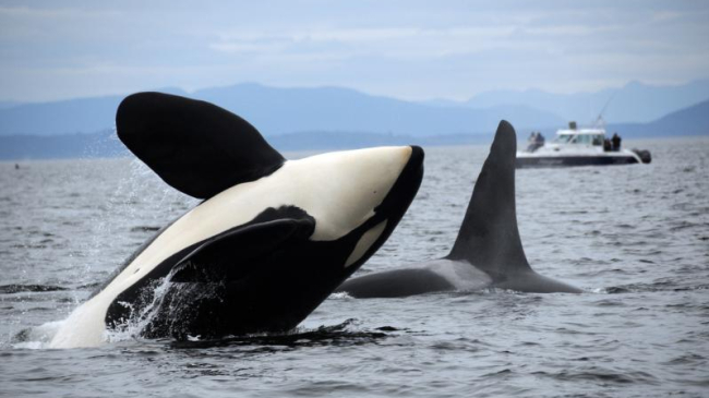  A Southern Resident killer whale leaps out of the water. Credit: Candace Emmons.