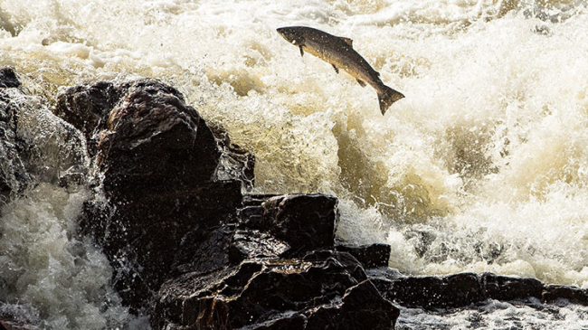 An Atlantic salmon leaps upstream.