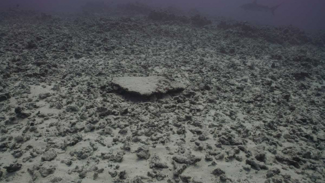 During a July 2019 expedition, divers observed devastating damage to coral reef sites at Rapture Reef in French Frigate Shoals.