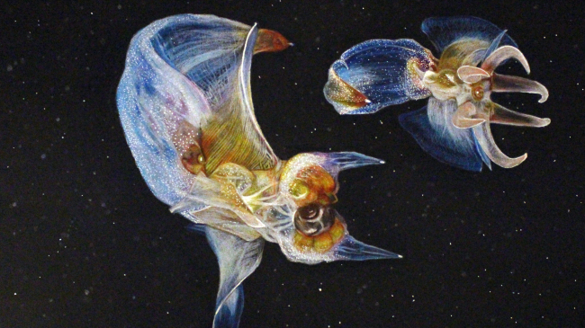 "Naked Sea Butterflies" by Amy W., Grade 9. Marine Art Contest 2018.