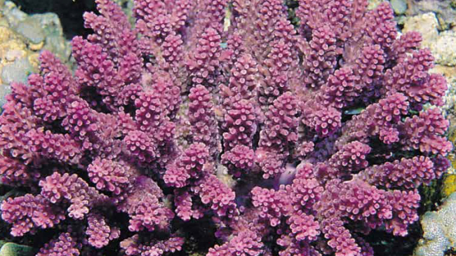 Acropora globiceps coral listed for protection under the Endangered Species Act. This species occurs in the Indo-Pacific; within US waters it occurs in Guam, Commonwealth of Northern Mariana Islands, Pacific Remoste Island Areas and American Samoa.