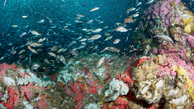 Fish atop a coral reef in NOAA’s Cordell Bank National Marine Sanctuary, off the coast of Northern California. (NOAA)