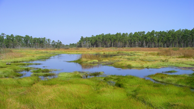 Grand Bay National Estuarine Research Reserve is one of the most biologically diverse ecosystems in the northern Gulf of Mexico.