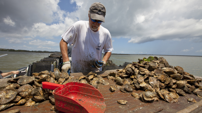 Jay Styron sorts through oysters on his aquaculture farm in Cedar Island, North Carolina, in 2015.