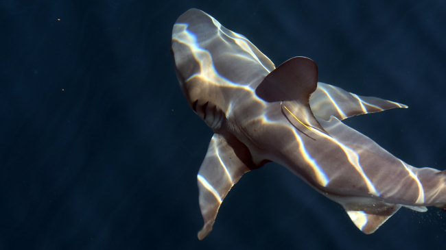 A sandbar shark, one of many shark species found in the Gulf of Mexico in 2018, that NOAA scientists tagged and released as part of a scientific survey to collect vital information about these important and fascinating fish.