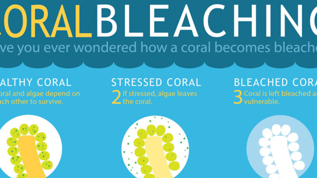 Can coral survive a bleaching event? If the stress-caused bleaching is not severe, coral have been known to recover. If the algae loss is prolonged and the stress continues, coral eventually dies.