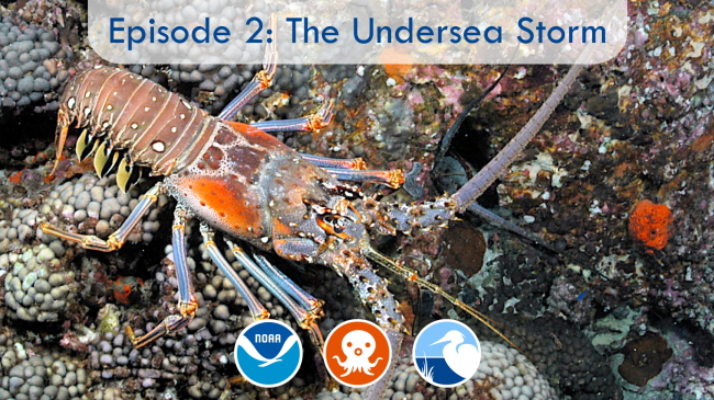 Episode 2: The Undersea Storm
Learn from The Florida Aquarium about lobsters and how they fare during underwater storms like the one featured in this episode of The Octonauts.
