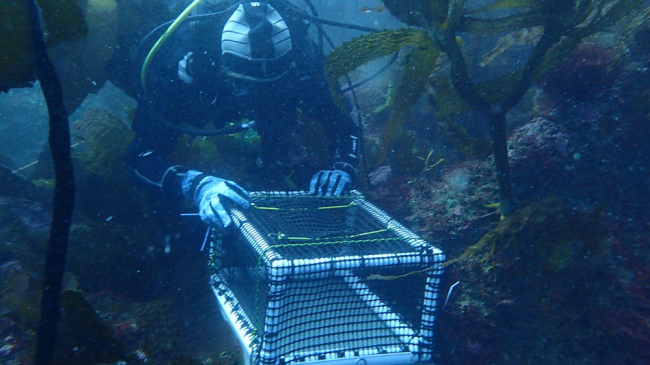 A SAFE being deployed into kelp forest habitat.